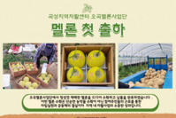 [곡성지역자활센터] 오곡멜론사업단 멜론 첫 출하